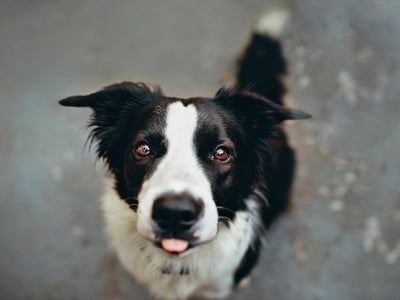 border-collie