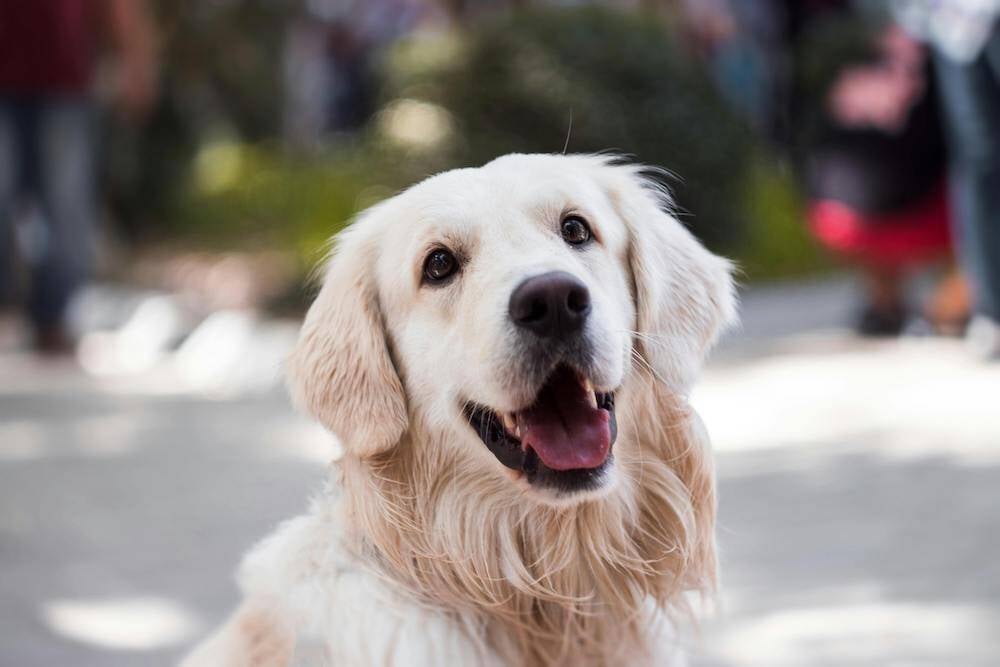 golden-retriever